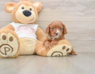 7 week old Cavapoo Puppy For Sale - Windy City Pups