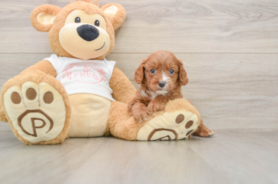 Adorable Cavalier King Charles Spaniel and Poodle Mix Poodle Mix Puppy