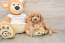 Best Cavapoo Baby