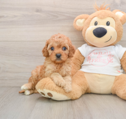 6 week old Cavapoo Puppy For Sale - Windy City Pups