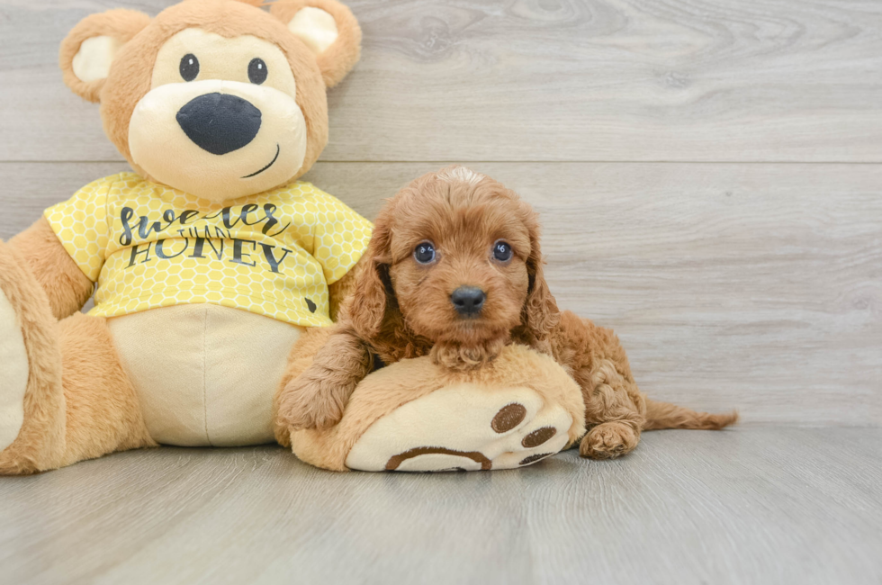 7 week old Cavapoo Puppy For Sale - Windy City Pups