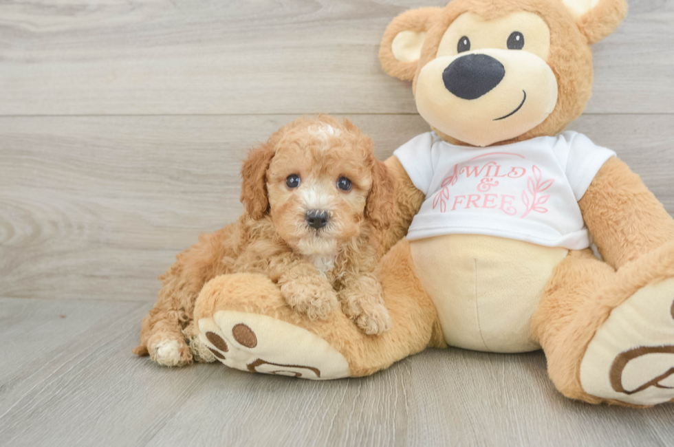 6 week old Cavapoo Puppy For Sale - Windy City Pups