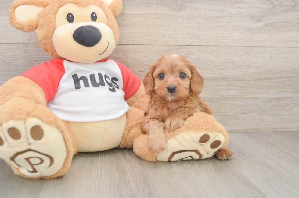 5 week old Cavapoo Puppy For Sale - Windy City Pups