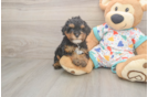 Playful Cavapoodle Poodle Mix Puppy