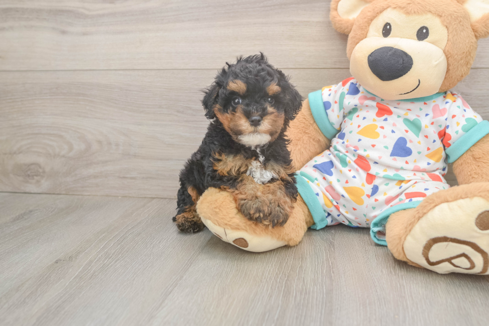Playful Cavapoodle Poodle Mix Puppy