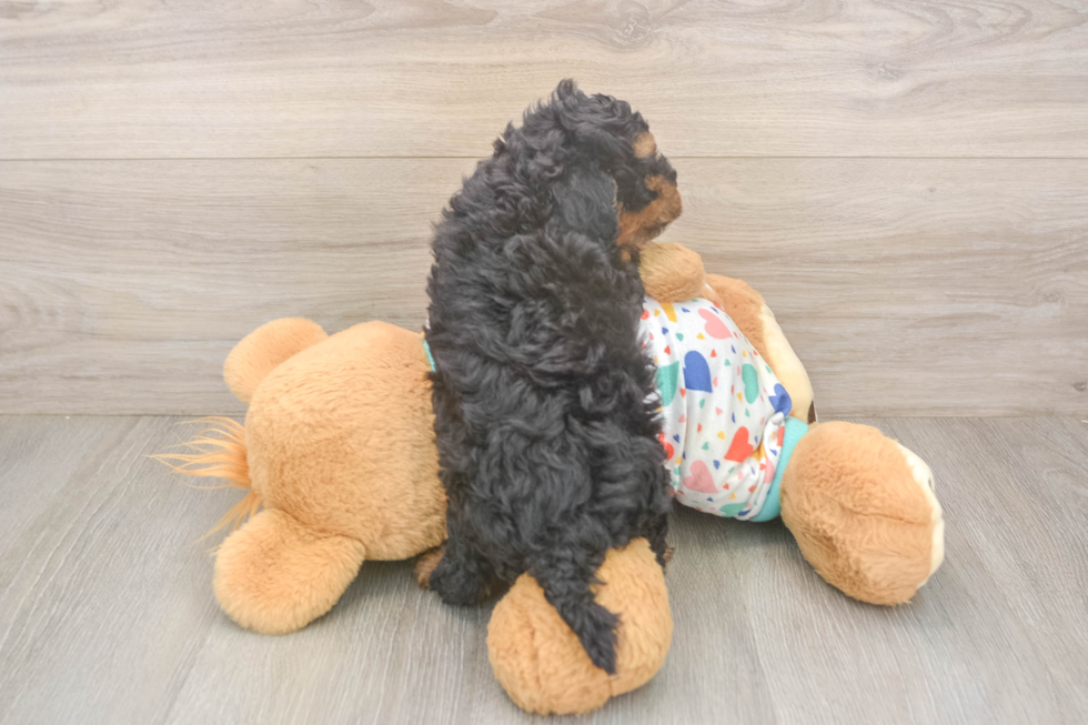 Little Cavipoo Poodle Mix Puppy