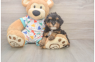 Cavapoo Puppy for Adoption