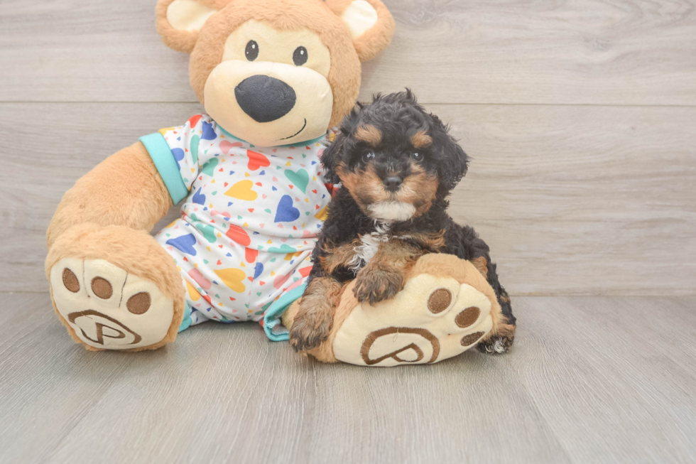 Cavapoo Puppy for Adoption