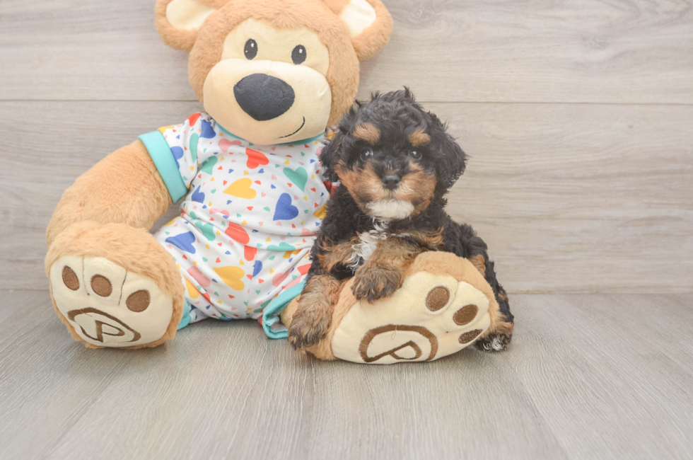 5 week old Cavapoo Puppy For Sale - Windy City Pups