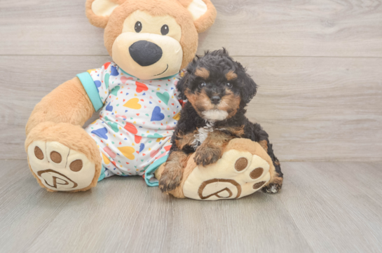 Cavapoo Puppy for Adoption