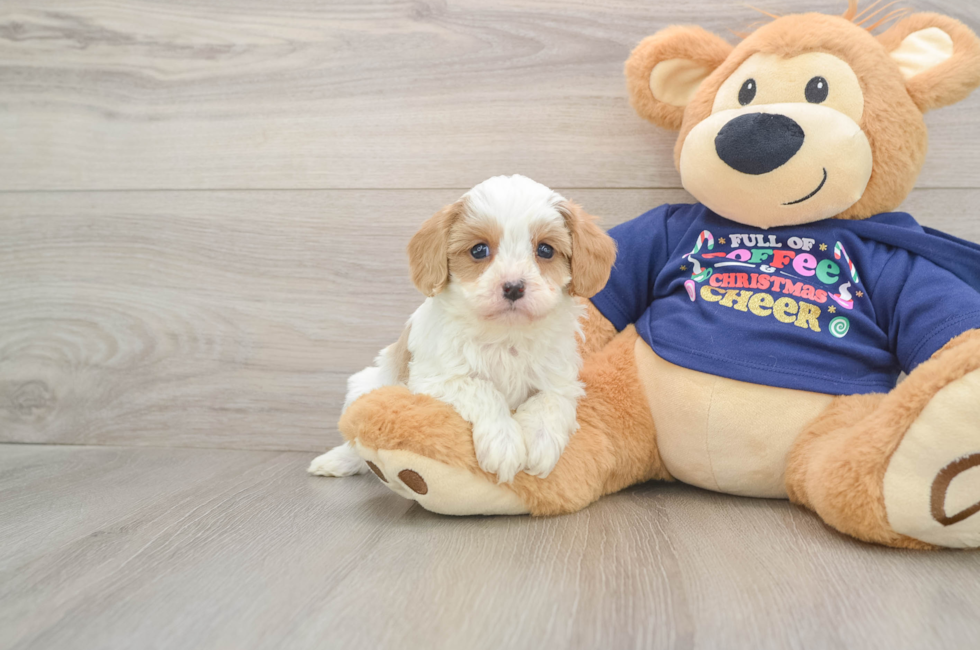 6 week old Cavapoo Puppy For Sale - Windy City Pups