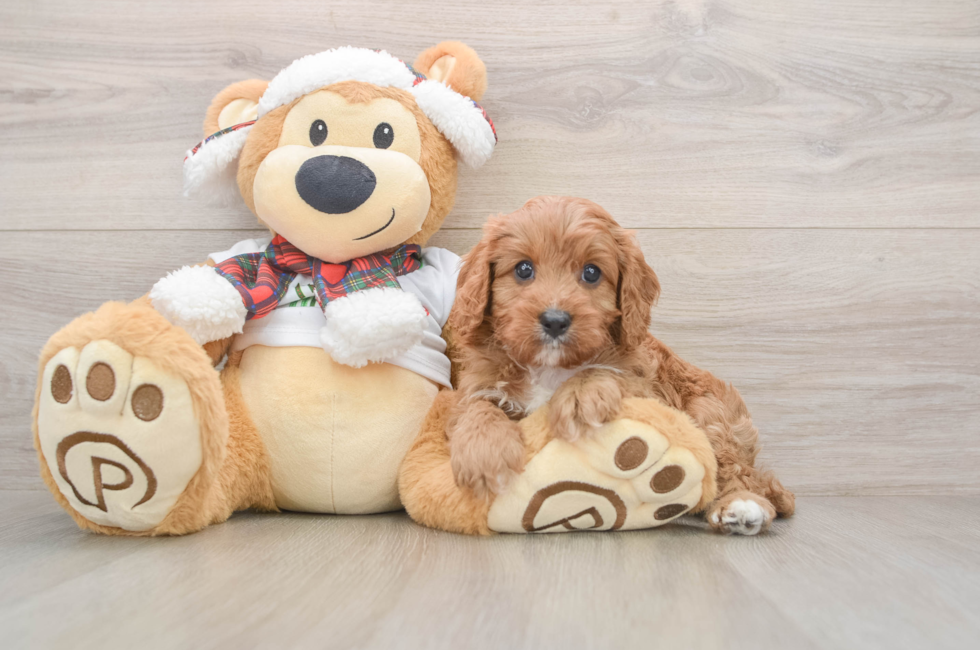 5 week old Cavapoo Puppy For Sale - Windy City Pups