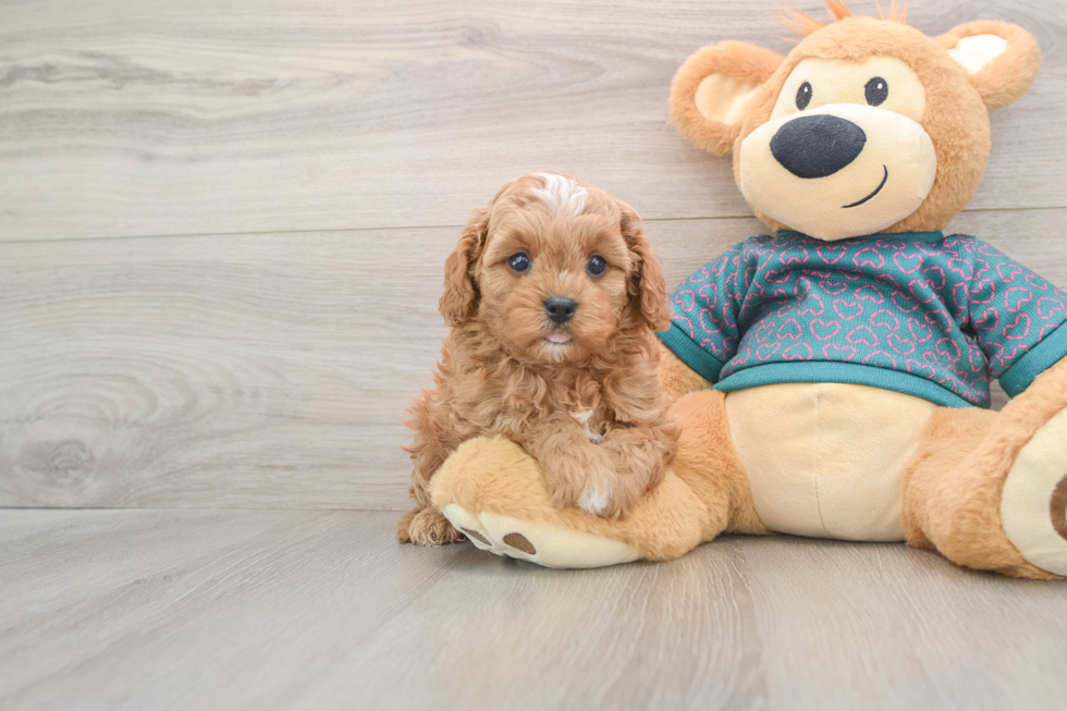 Cavapoo Pup Being Cute