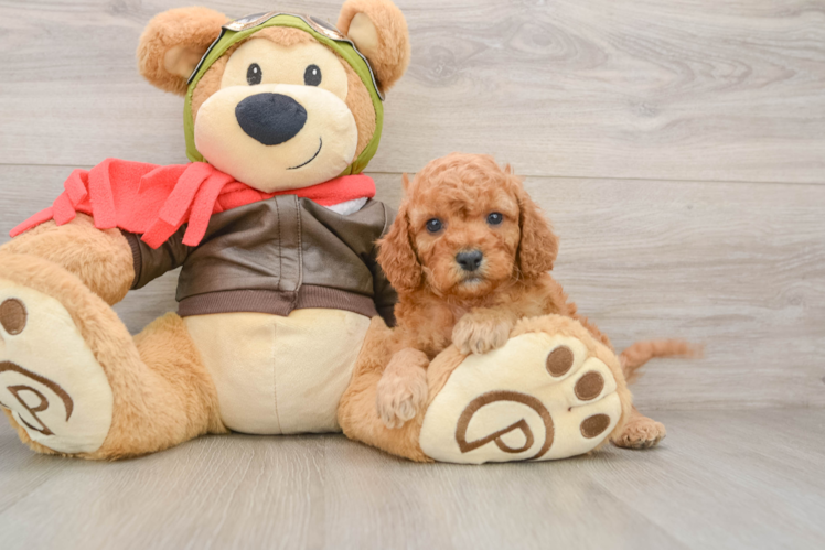 Cavapoo Puppy for Adoption