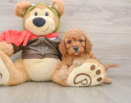 8 week old Cavapoo Puppy For Sale - Windy City Pups