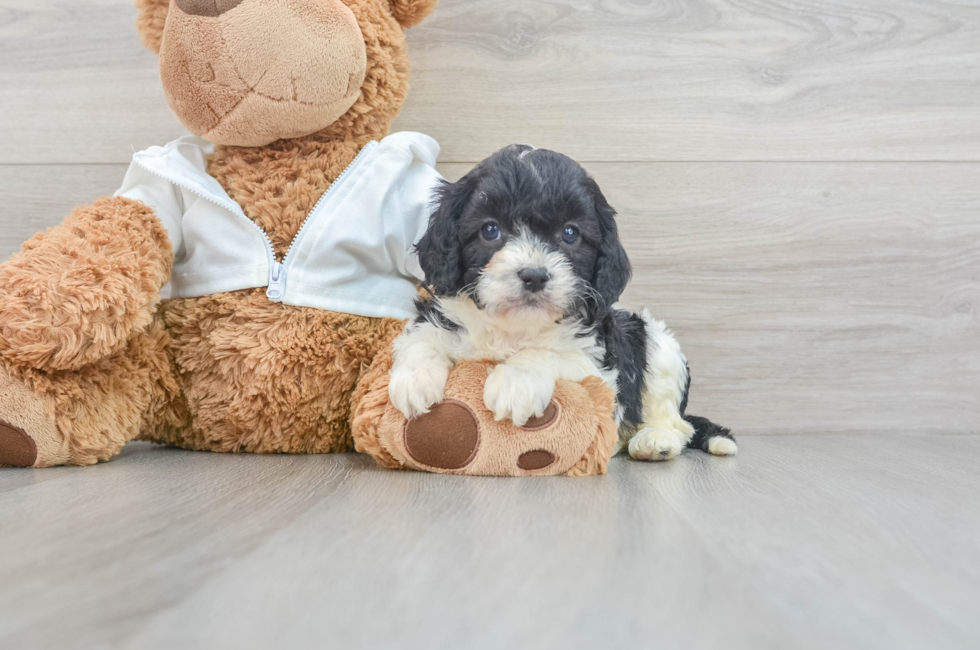 5 week old Cavapoo Puppy For Sale - Windy City Pups