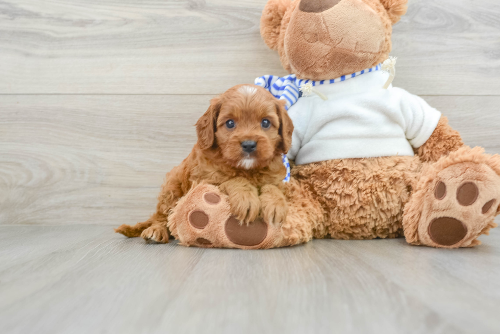 Best Cavapoo Baby