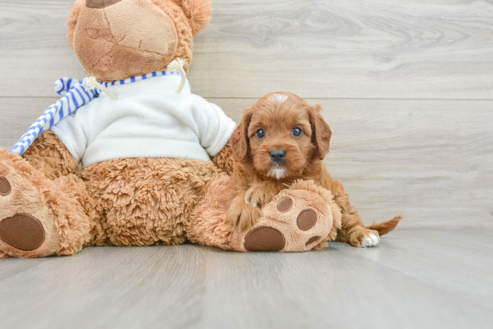 Playful Cavapoodle Poodle Mix Puppy