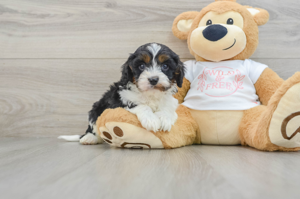 6 week old Cavapoo Puppy For Sale - Windy City Pups