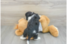 Fluffy Cavapoo Poodle Mix Pup