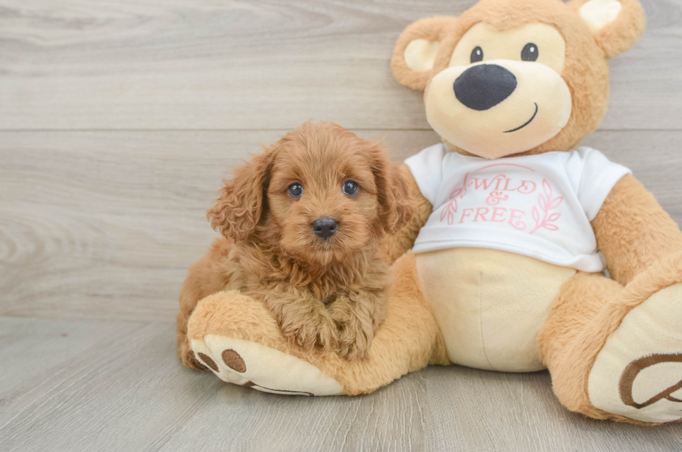 6 week old Cavapoo Puppy For Sale - Windy City Pups