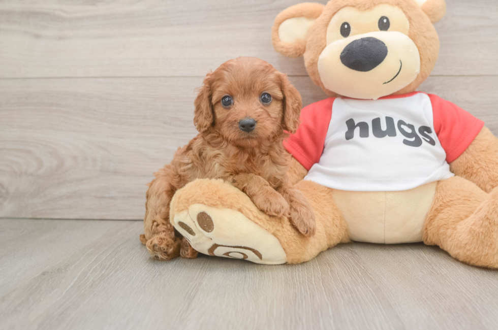 5 week old Cavapoo Puppy For Sale - Windy City Pups