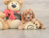7 week old Cavapoo Puppy For Sale - Windy City Pups