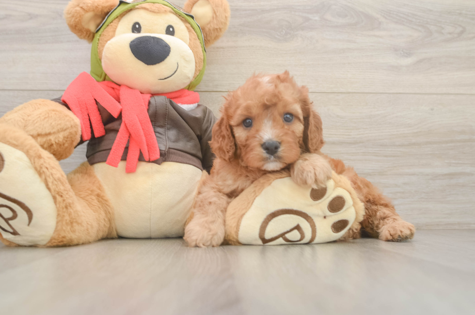 5 week old Cavapoo Puppy For Sale - Windy City Pups