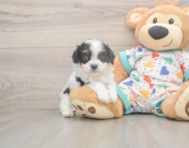 7 week old Cavapoo Puppy For Sale - Windy City Pups
