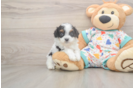 Cavapoo Puppy for Adoption