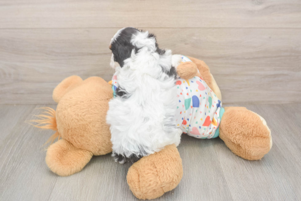 Happy Cavapoo Baby