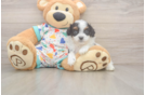 Fluffy Cavapoo Poodle Mix Pup