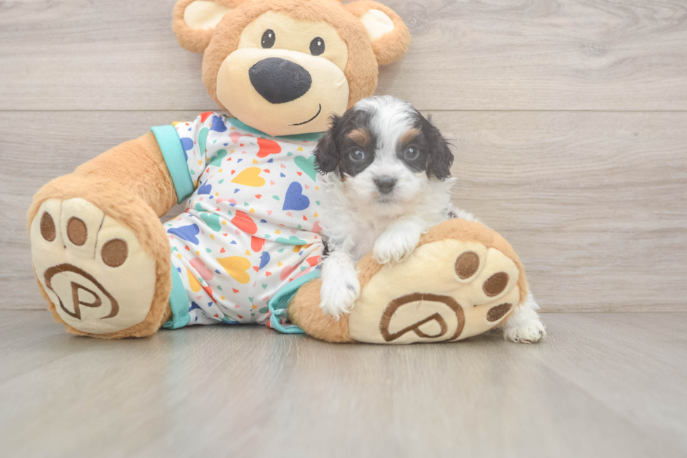 Fluffy Cavapoo Poodle Mix Pup