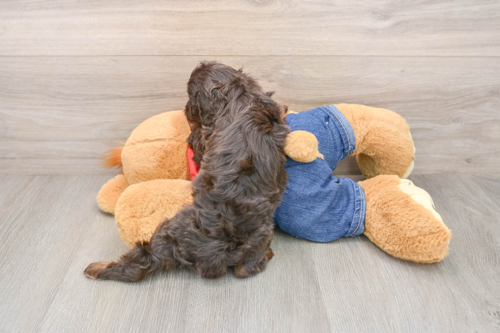 Little Cavipoo Poodle Mix Puppy