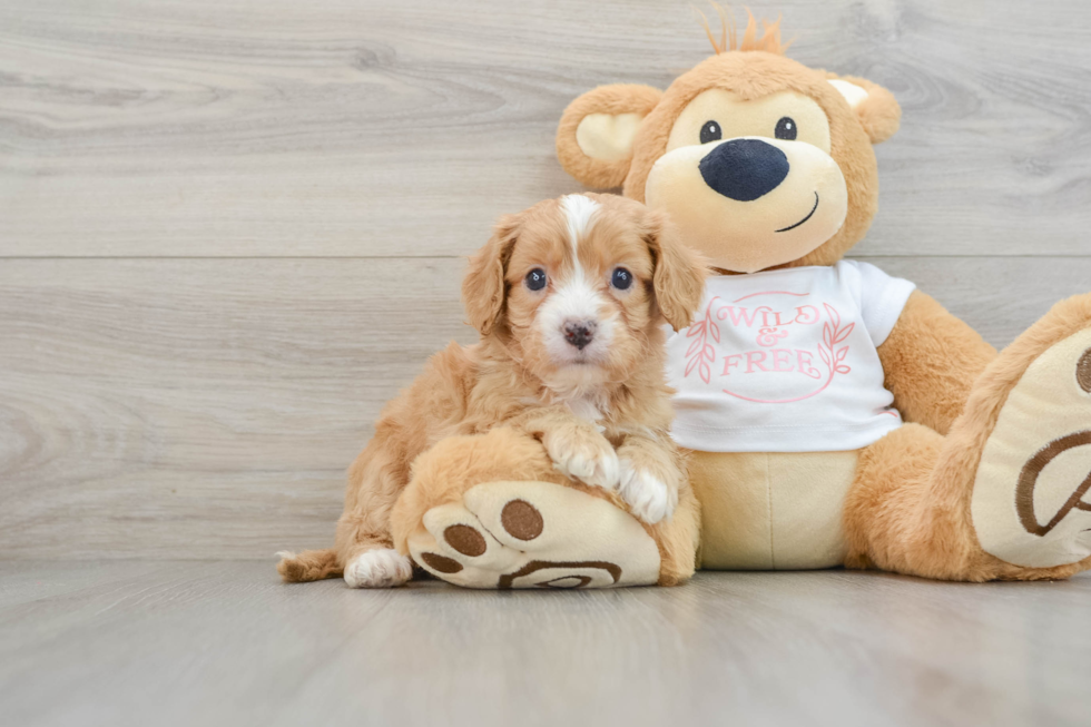 Cavapoo Puppy for Adoption