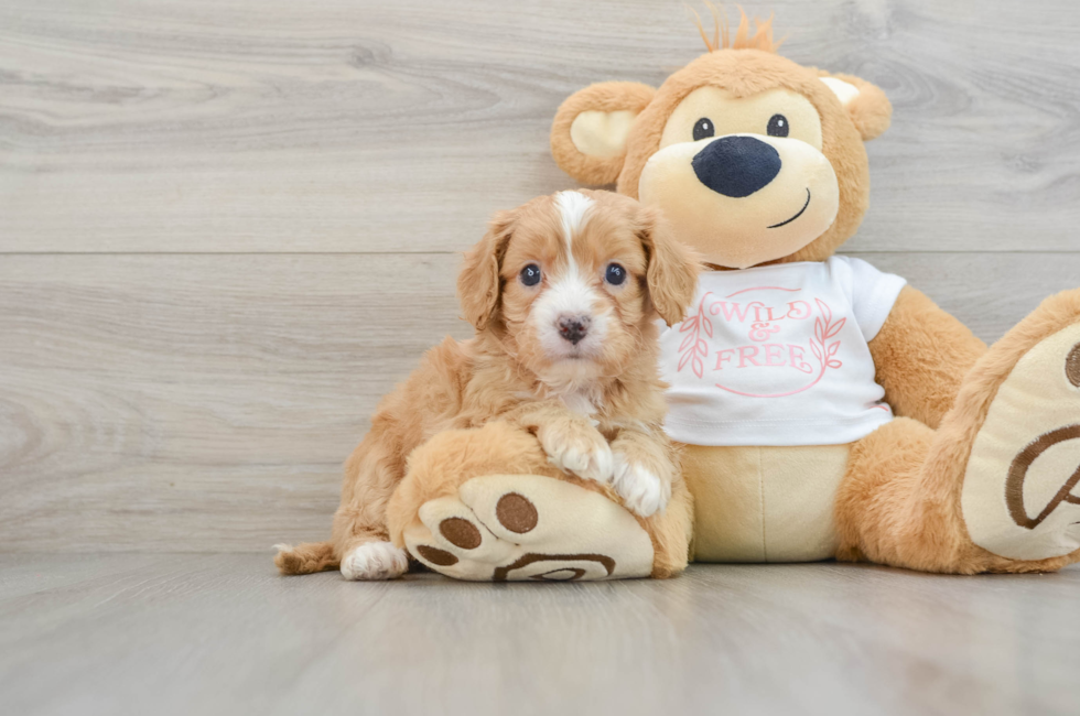 6 week old Cavapoo Puppy For Sale - Windy City Pups