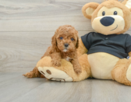 8 week old Cavapoo Puppy For Sale - Windy City Pups