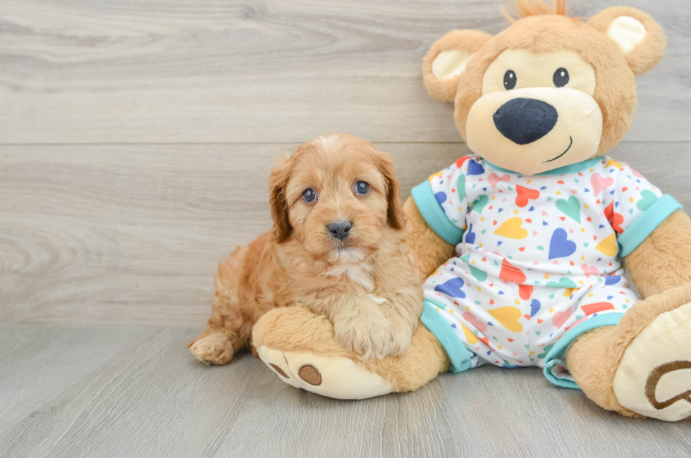 6 week old Cavapoo Puppy For Sale - Windy City Pups