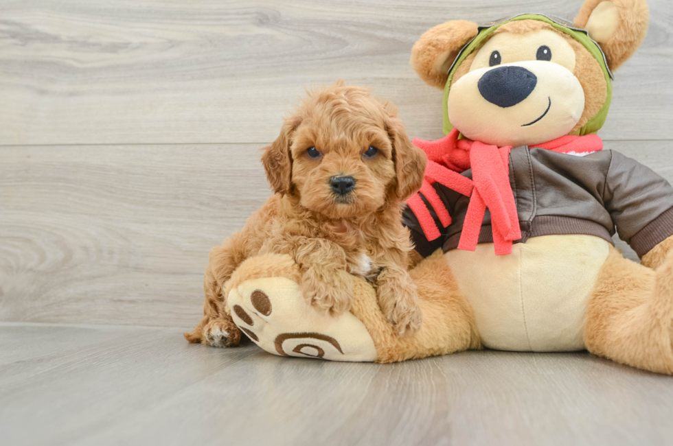 5 week old Cavapoo Puppy For Sale - Windy City Pups
