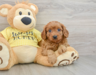 9 week old Cavapoo Puppy For Sale - Windy City Pups