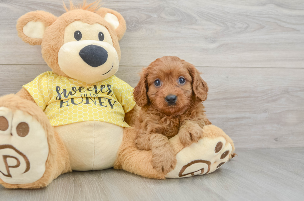 7 week old Cavapoo Puppy For Sale - Windy City Pups