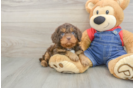 Smart Cavapoo Poodle Mix Pup