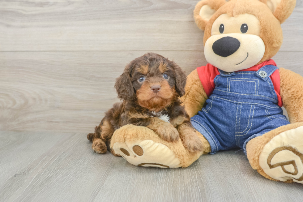 Smart Cavapoo Poodle Mix Pup