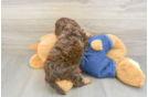 Best Cavapoo Baby