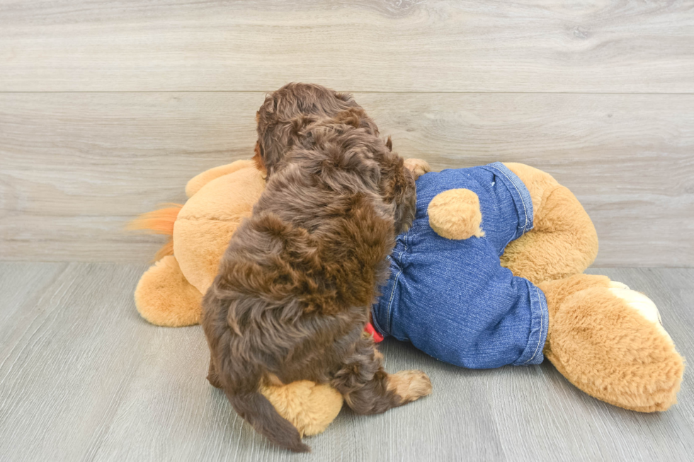 Best Cavapoo Baby