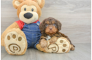 Friendly Cavapoo Baby