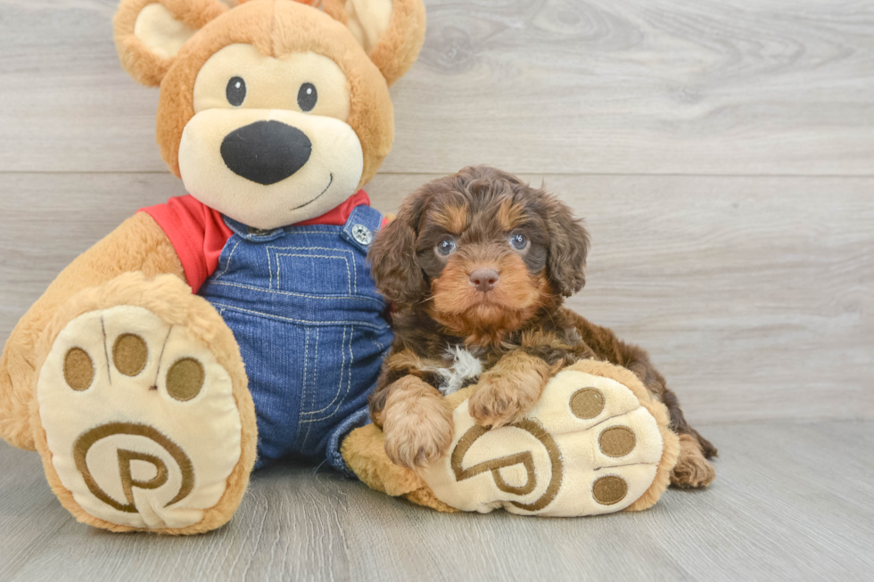 Friendly Cavapoo Baby