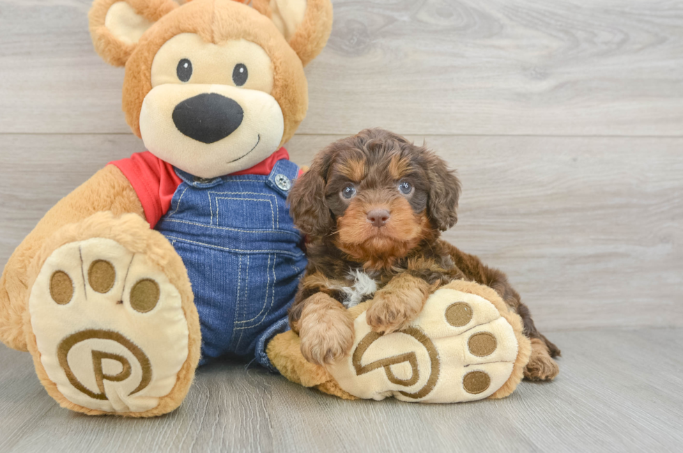 5 week old Cavapoo Puppy For Sale - Windy City Pups