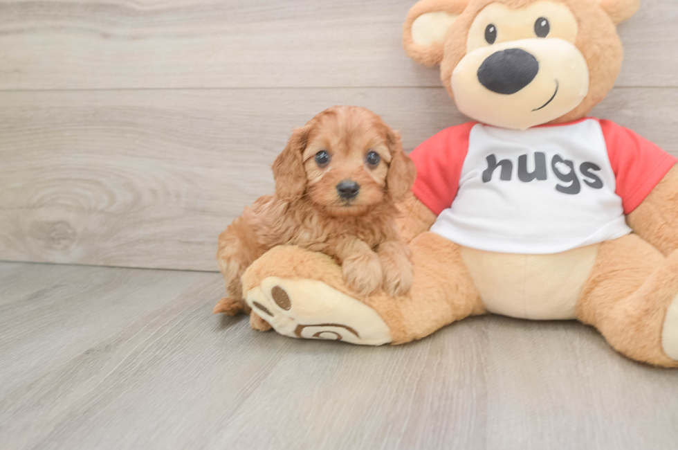 5 week old Cavapoo Puppy For Sale - Windy City Pups