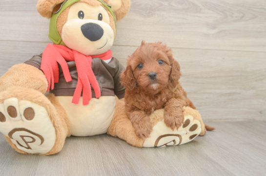 Cute Cavapoo Baby